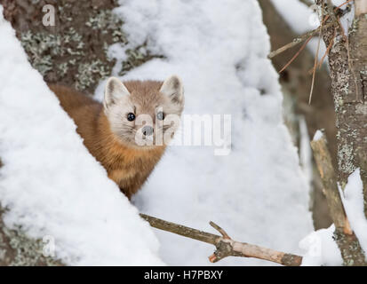 La martre des pins en hiver dans le parc Algonquin au Canada Banque D'Images