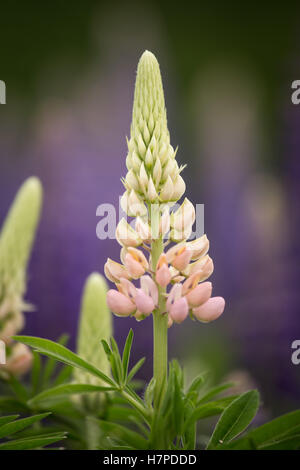 Blooming rose et mauve lupins dans habitat naturel Banque D'Images