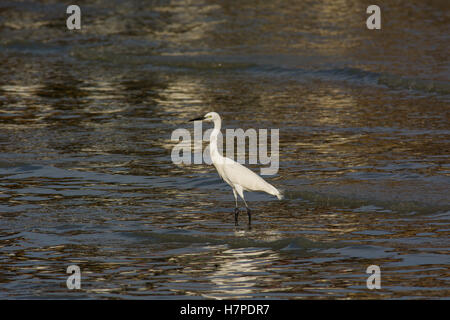 Une aigrette garzette debout dans les zones côtières peu profondes avec de l'eau soir lumière reflétée dans les ondulations et les vagues pendant la marée montante en Asie Banque D'Images