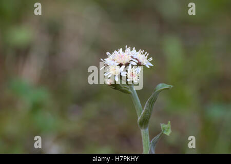 Petasites frigidus, l'Arctique sweet coltsfoot, avec des fleurs. Banque D'Images