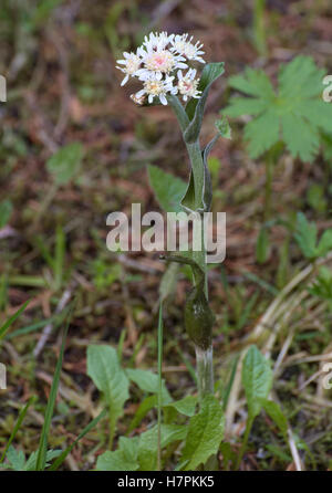 Petasites frigidus, l'Arctique sweet coltsfoot, avec des fleurs. Banque D'Images