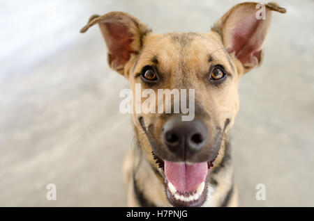 Chien heureux est un drôle de petit chien avec un grand sourire heureux sur son visage. Banque D'Images