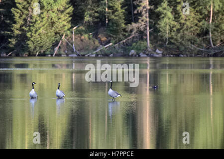 Groupe de trois Bernaches du Canada (Branta canadensis) debout dans l'eau peu profonde. Banque D'Images