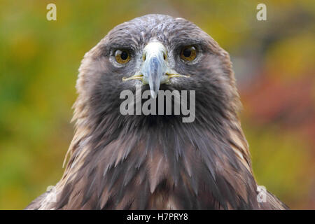 Golden Eagle close-up Banque D'Images