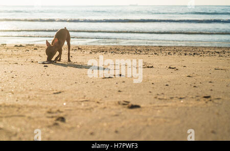 Heureux mignon chiot miniature pinscher gingembre debout sur la plage de sable tropicale sur une vue magnifique sur la mer et le ciel et l'arrière-plan Banque D'Images