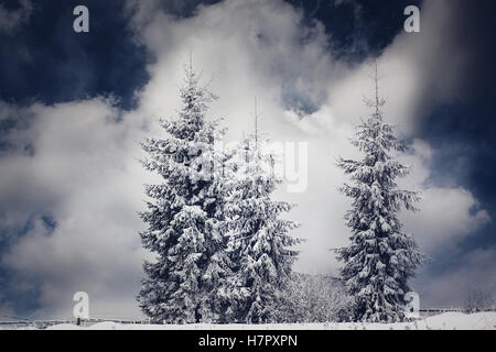 Fond de Noël avec sapins enneigés Banque D'Images