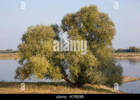 Silber-Weide Weissweide Silberweide,,, Weißweide, Weide, Salix alba, le Saule blanc, le Saule blanc, Saule commun, Saule argenté, Banque D'Images