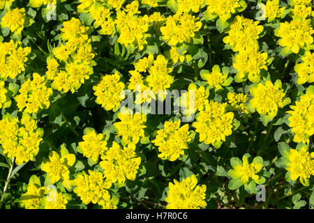 Vielfarbige Vielfarbige Wolfmilch, Wolfsmilch, Bunt-Wolfsmilch Gold-Wolfsmilch, Bunte Wolfsmilch, Euphorbia epithymoides, Eupho, Banque D'Images