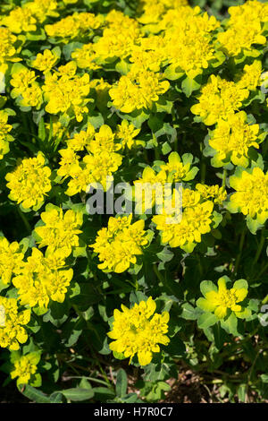 Vielfarbige Vielfarbige Wolfmilch, Wolfsmilch, Bunt-Wolfsmilch Gold-Wolfsmilch, Bunte Wolfsmilch, Euphorbia epithymoides, Eupho, Banque D'Images