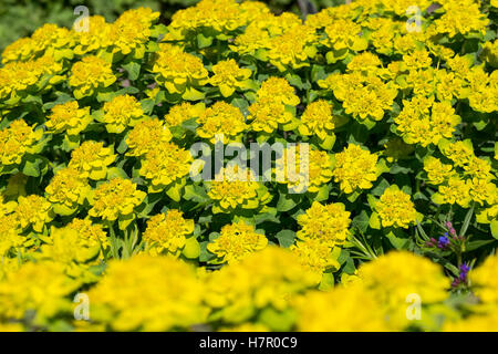 Vielfarbige Vielfarbige Wolfmilch, Wolfsmilch, Bunt-Wolfsmilch Gold-Wolfsmilch, Bunte Wolfsmilch, Euphorbia epithymoides, Eupho, Banque D'Images