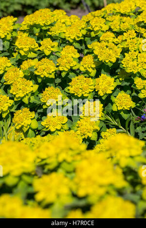 Vielfarbige Vielfarbige Wolfmilch, Wolfsmilch, Bunt-Wolfsmilch Gold-Wolfsmilch, Bunte Wolfsmilch, Euphorbia epithymoides, Eupho, Banque D'Images