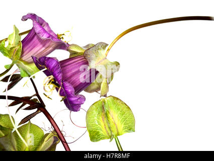 Cobaea scandens 'Purple', la Tasse et soucoupe fleur, également connu sous le nom de tasse et soucoupe Vine, cloches de la cathédrale. Vu ici avec gousse Banque D'Images