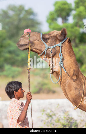 Un garçon tenir un chameau rein à Pushkar, Rajasthan Inde Banque D'Images