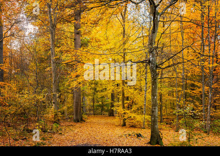 Image d'Autumn Forest path. Banque D'Images