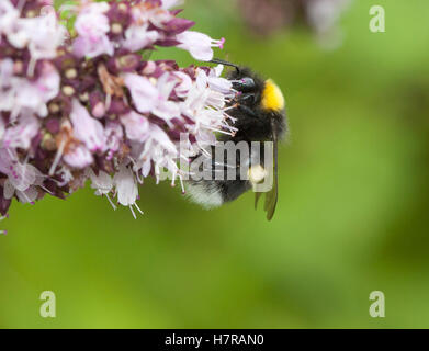 Bourdon sur fleur Banque D'Images