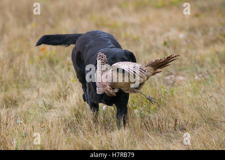 Black Labrador récupérant la perdrix lors d'une fusillade de à Norfolk à la mi-novembre Banque D'Images