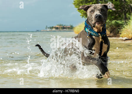 Chien jouant dans l'eau à Coco Plum Beach - Marathon, Floride, USA Banque D'Images