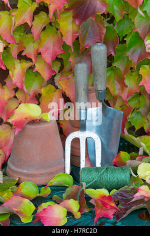 Truelle de jardin et la fourche avec des feuilles de vigne vierge Parthenocissus quinquefolia Banque D'Images