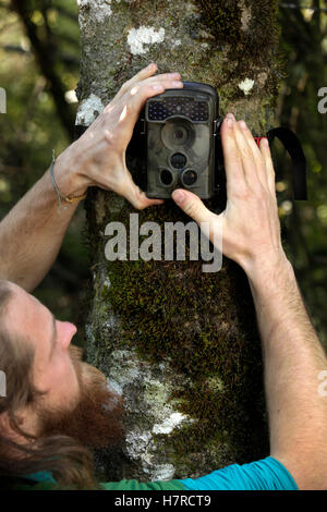 Île du Sud kokako chaser Geoff Reid met en place une caméra cachée sur un arbre, Marsden Valley, Nelson, Nouvelle-Zélande Banque D'Images