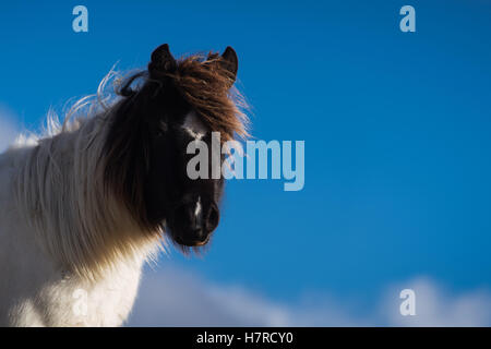 Poney Welsh mountain sauvages sur la Montagne Noire dans le parc national de Brecon Beacons, Pays de Galles, Royaume-Uni Banque D'Images