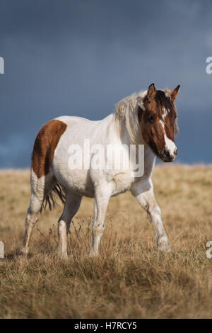 Poney Welsh mountain sauvages sur la Montagne Noire dans le parc national de Brecon Beacons, Pays de Galles, Royaume-Uni Banque D'Images