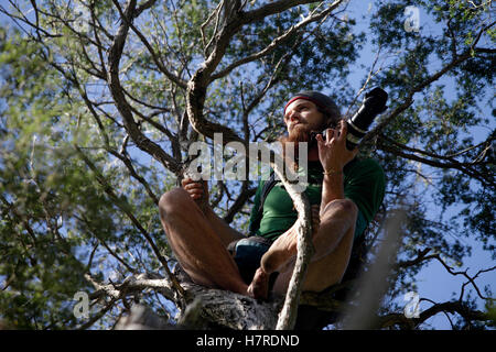 Île du Sud kokako chaser Geoff Reid grimpe dans un arbre pour un meilleur point de vue, la vallée de Marsden, Nelson, Nouvelle-Zélande Banque D'Images