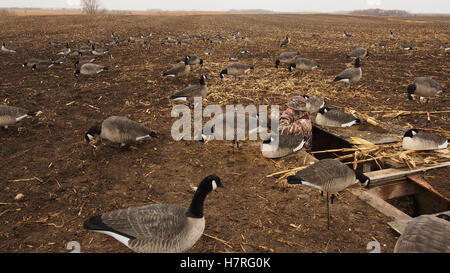 Les femmes d'apprendre à chasser les canards sur le terrain Banque D'Images