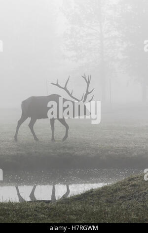 Captif : Rocky Mountain Elk bull promenades à travers le brouillard à l'Alaska Wildlife Conservation Center, Southcentral Alaska Banque D'Images