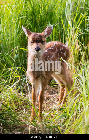 Guadeloupe les cerfs à queue noire (Odocoileus hemionus sitkensis) fawn examine l'appareil photo, captifs à l'Alaska Wildlife Conservation Center Banque D'Images