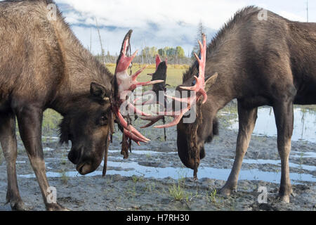 Orignal (Alces alces) à peine de faire son bois de velours et de regarder un peu rouge, Alaska Wildlife Conservation Center Banque D'Images