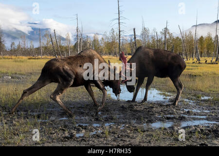 Orignal (Alces alces) à peine de faire son bois de velours et de regarder un peu rouge, captifs à l'Alaska Wildlife Conservation Center Banque D'Images