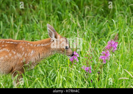 Sitka Fawn de cerf à queue noire (Odocoileus hemionus Sitkensis) Munches on Fireweed (Chamerion angustifolium) en pré, animal captif à l'Alaska... Banque D'Images