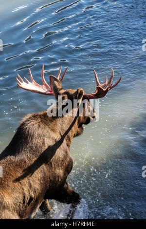 Bull Moose (Alces Alces) vient de sortir de l'effusion de son velours et les Antlers regardent Un peu rouge, barboter dans l'eau, captive dans la faune de l'Alaska C... Banque D'Images