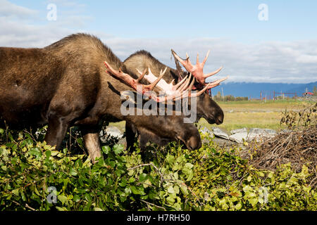 Orignal (Alces alces) sortant de l'excrétion des bois de velours et de regarder un peu rouge, captifs à l'Alaska Wildlife Conservation Center Banque D'Images