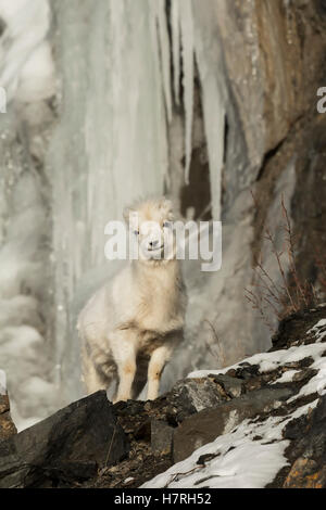 L'agneau du mouflon de Dall (Ovis dalli) se nourrit de tarif d'hiver à côté de la Seward Highway près de McHugh Creek, de grandes formations de glace à l'arrière-plan Banque D'Images