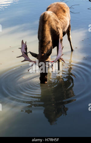 L'eau potable de Bull Moose (Alces Alces), juste en sortant de l'effusion de son velours et les Antlers regardent Un peu rouge, captive à l'Alaska Wildlife Conse... Banque D'Images