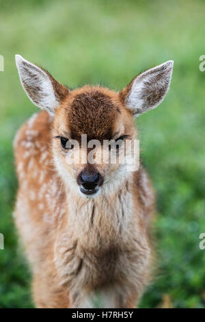 Guadeloupe les cerfs à queue noire (Odocoileus hemionus sitkensis) fawn portrait, captifs à l'Alaska Wildlife Conservation Center Banque D'Images