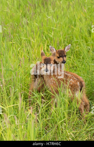 Guadeloupe les cerfs à queue noire (Odocoileus hemionus sitkensis) des faons, regarder l'appareil photo de pâturage herbeux, captifs à l'Alaska Wildlife Conservation Center Banque D'Images