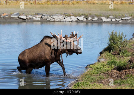 Bull Moose (Alces Alces) sortir de l'eau, juste sortir de la chute de son velours et Antlers look Un peu rouge, captive à l'Alaska Wildl... Banque D'Images