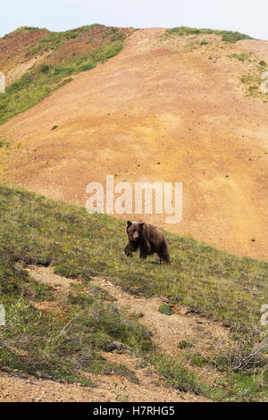 Un Grizzly mature (Ursus arctos horribilis) traverse la toundra près de la route du Parc, Parc national et réserve Denali, intérieur de l'Alaska en été... Banque D'Images