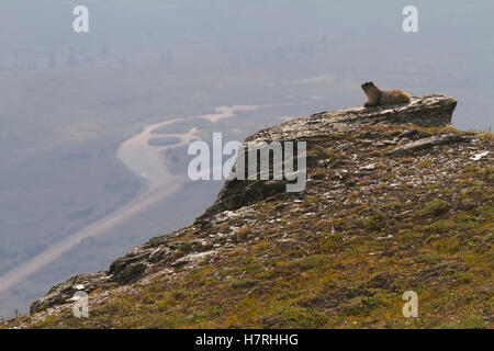 Un adulte la marmotte (Marmota caligata) soleils lui-même sur un rocher dans le haut pays de Denali National Park et de préserver, l'intérieur de l'Alaska en été Banque D'Images