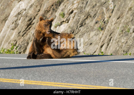 Une paire d'ours bruns (Ursus arctos) Cubs jouer sur Dayville Road tandis que leur mère attend patiemment à proximité, près de Fish Hatchery à Allison point, Sout... Banque D'Images