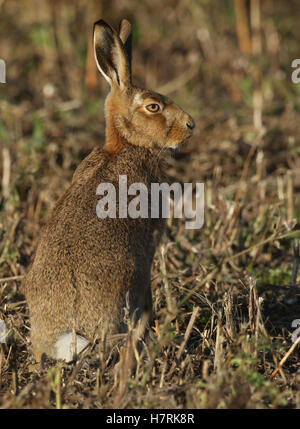 Un lièvre Brun (Lepus europaeus) debout dans un champ. Banque D'Images