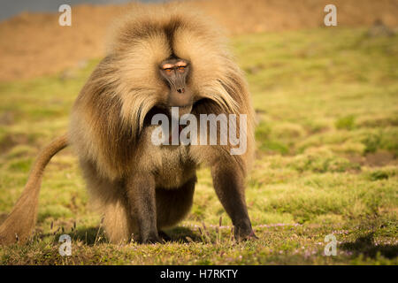 Gélada (Theropithecus gelada), l'Éthiopie ; montagnes Semian Banque D'Images