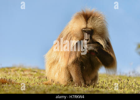 Gélada (Theropithecus gelada), l'Éthiopie ; montagnes Semian Banque D'Images