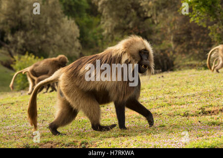 Gélada (Theropithecus gelada), l'Éthiopie ; montagnes Semian Banque D'Images