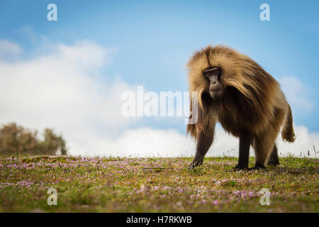 Gélada (Theropithecus gelada), l'Éthiopie ; montagnes Semian Banque D'Images