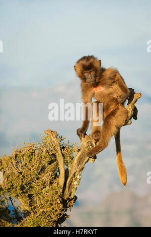 Gélada (Theropithecus gelada), l'Éthiopie ; montagnes Semian Banque D'Images