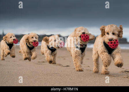 Composite d'un cockapoo fonctionnant sur la plage avec une boule rouge dans la bouche, c'est avec 5 images consécutives ; à South Shields, Tyne and Wear, England Banque D'Images