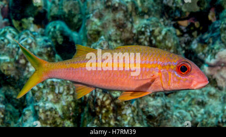 L'albacore Rouge-barbet (Mulloidichthys vanicolensis) portrait prises pendant la plongée la côte de Kona Banque D'Images